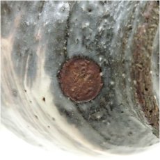 画像5: 京焼　清和窯造　刷毛目三島茶碗 (5)