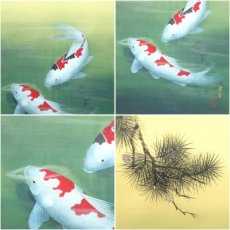 画像6: 国井幸雪筆　遊鯉　肉筆絹本掛軸（共箱・二重箱） (6)