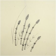 画像4: 前大徳　矢野一甫（海渕・宗深）筆　「春水満四澤」土筆画賛　肉筆紙本掛軸（共箱） (4)