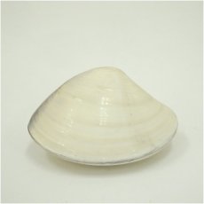画像2: 翠松造　蛤香合（共箱） (2)