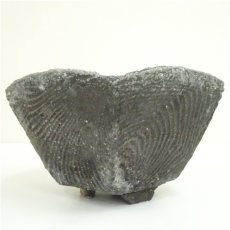画像4: 伊賀焼　高樋窯　蓮善隆造　窯変盛鉢（共箱） (4)