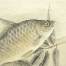 画像3: 富取風堂筆　鮒　肉筆紙本掛軸（共箱） (3)
